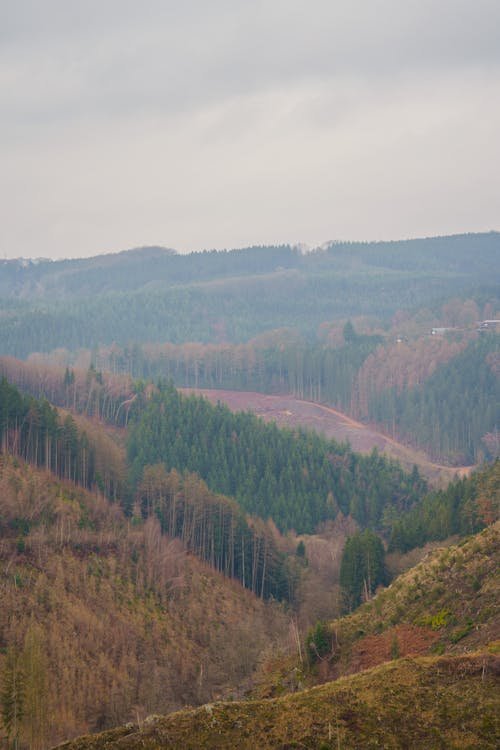 Groene heuvels met bos in de Belgische Ardennen