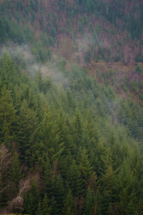 Groen naaldbos in de Belgische Ardennen bij Malmedy