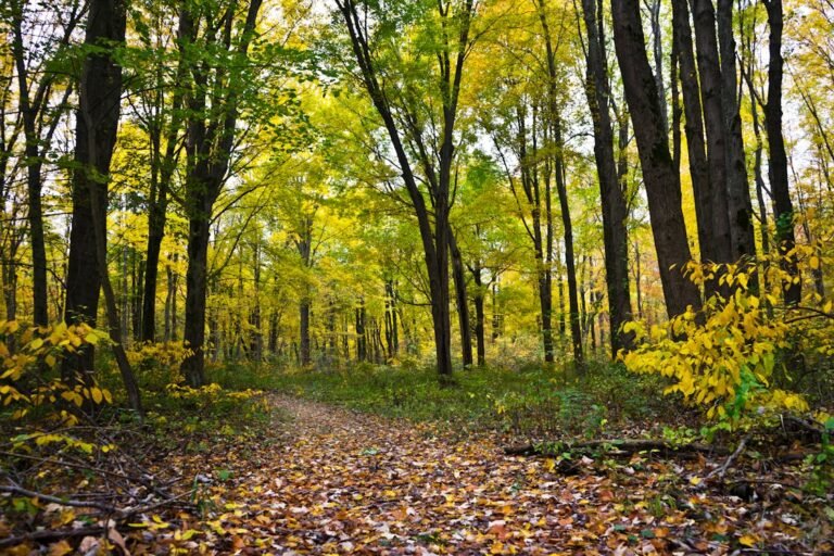 Wandelpad door groen loofbos in de Ardennen