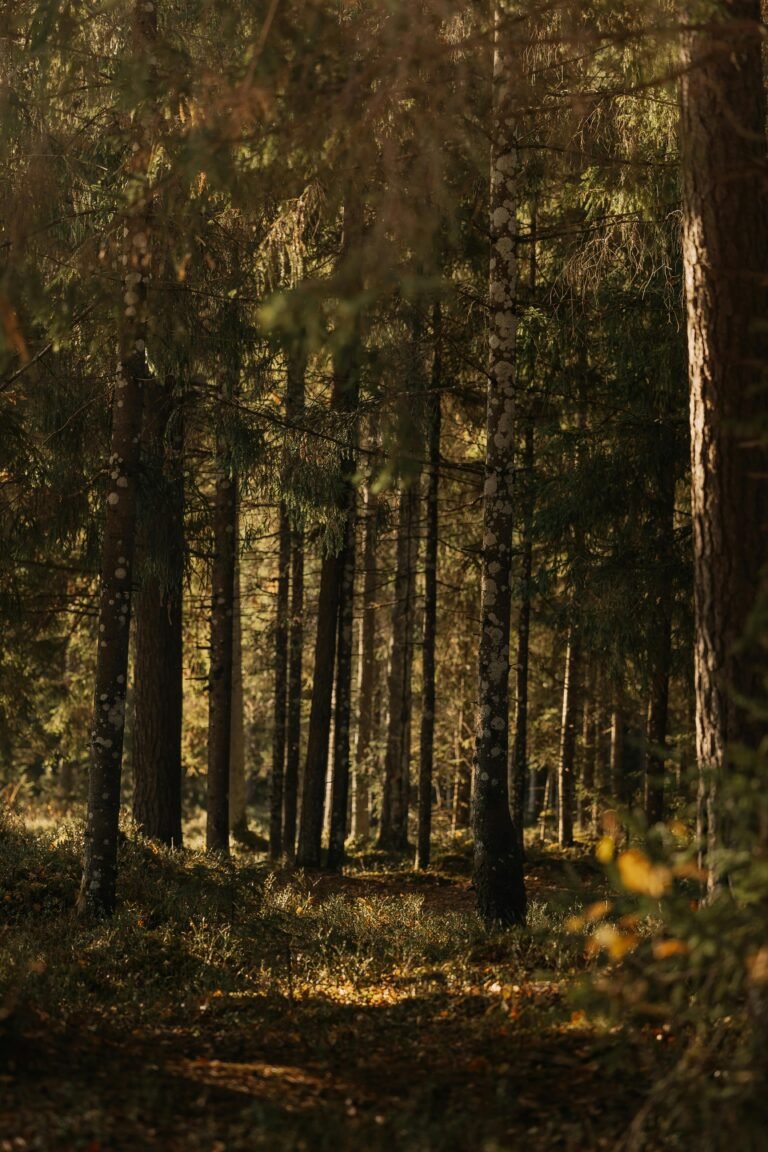 Zonnig herfstbospad — verleng je Center Parcs verblijf met een extra nacht