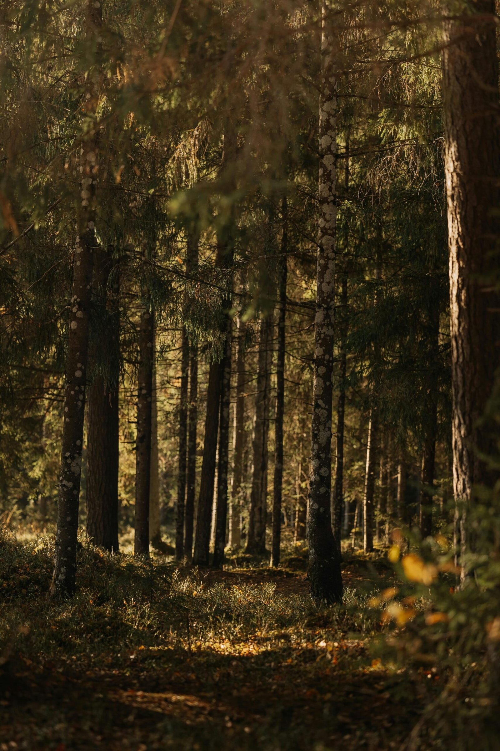 Zonnig herfstbospad — verleng je Center Parcs verblijf met een extra nacht