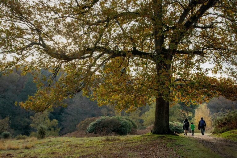 Gezin wandelt onder grote eik in herfstig bos bij Center Parcs Het Heijderbos