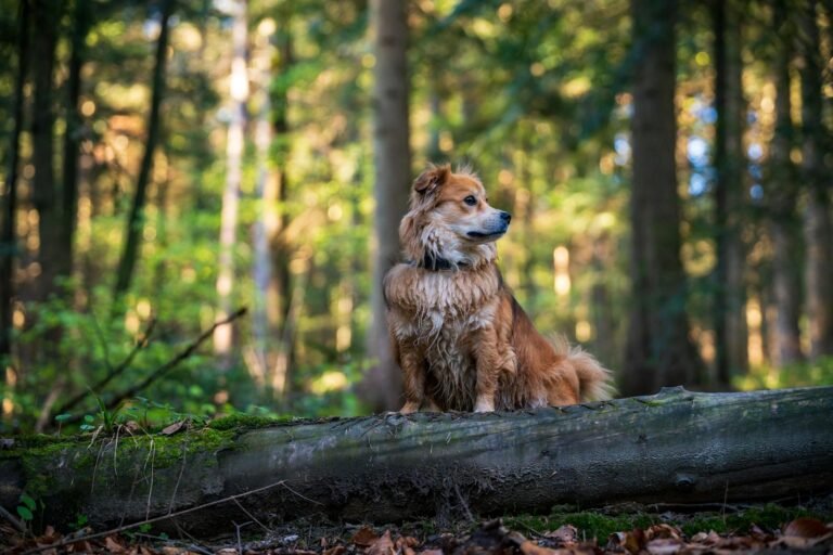 Goudkleurige hond zit op een omgevallen boomstam in een Belgisch loofbos
