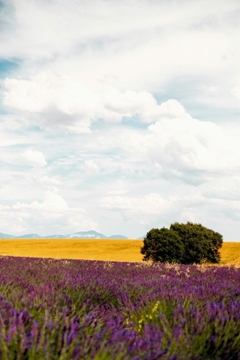 Lavendelveld in de Provence Frankrijk