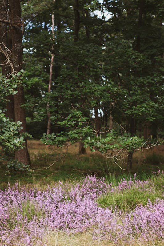 Bloeiende paarse heide voor een Nederlands loofbos in De Peel, sfeerbeeld bij Center Parcs Limburgse Peel