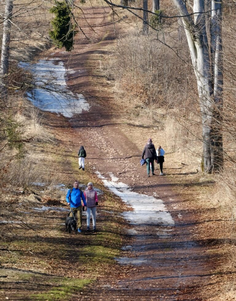 Gezin met hond wandelend op bospad
