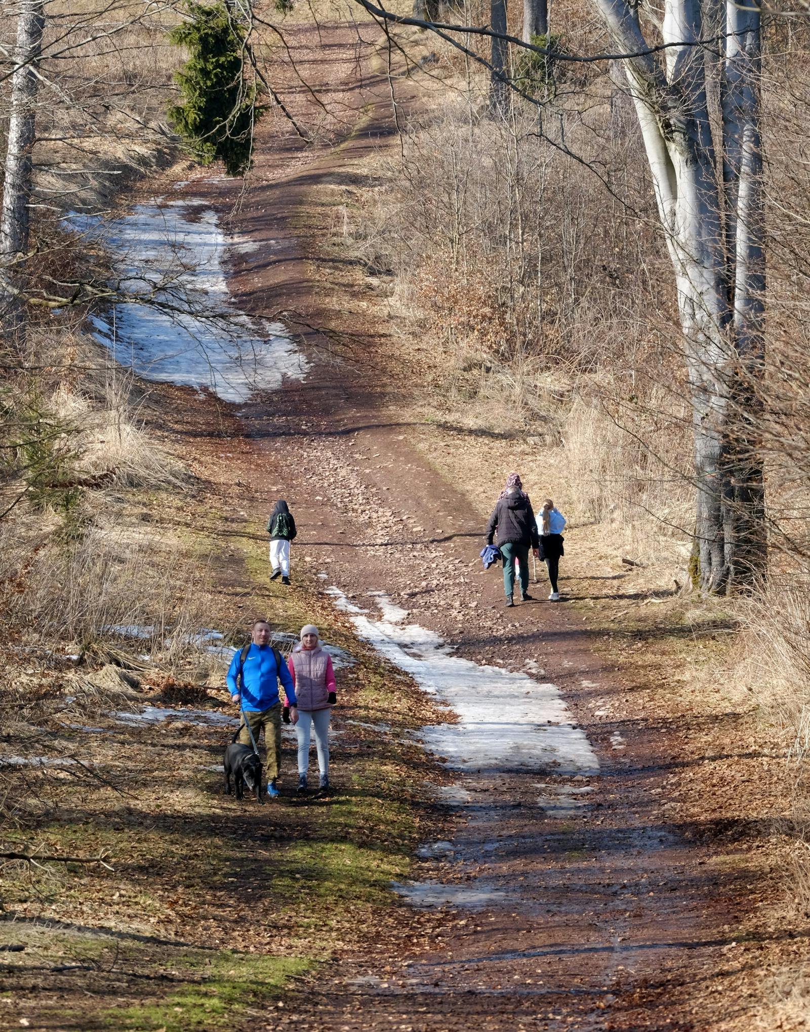 Gezin met hond wandelend op bospad
