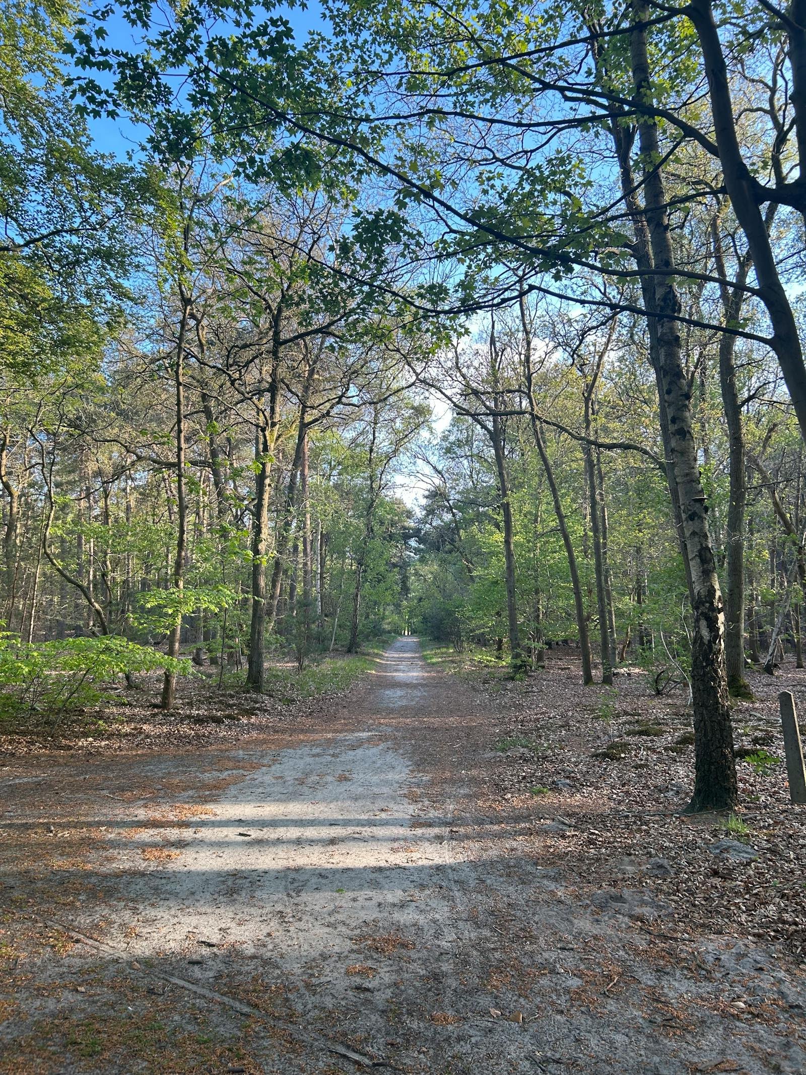 Zonnig bospad door een volwassen loofbos in het voorjaar