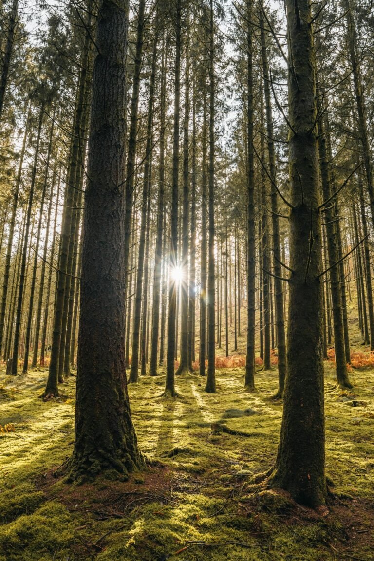 Zonlicht door bomen in een Belgisch Ardennen-bos rond Durbuy