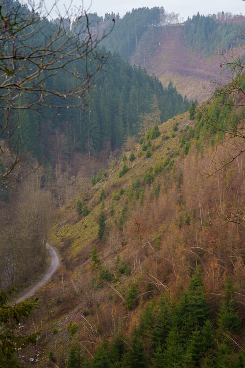 Beboste heuvel in de Belgische Ardennen bij Malmedy, in de buurt van Sunclass Durbuy