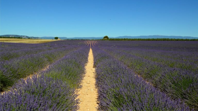 Lavendelveld in Provence Frankrijk vakantie