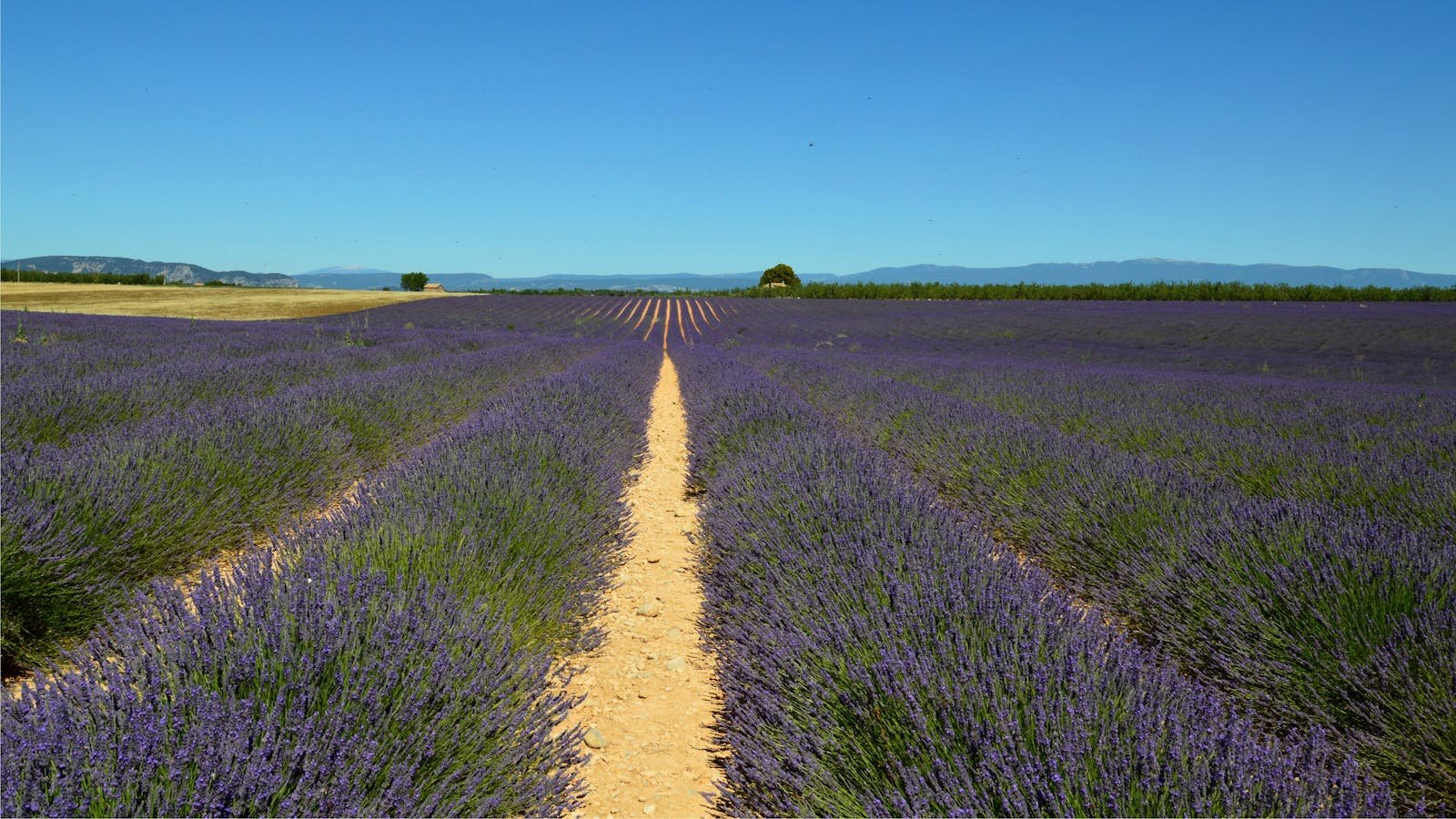 Lavendelveld in Provence Frankrijk vakantie