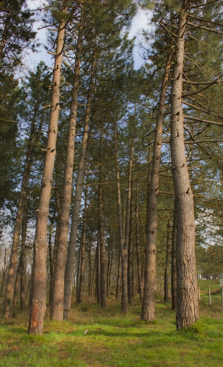 Hoge dennenbomen in een rustige bosomgeving in Frankrijk, perfect voor de bossfeer van Center Parcs Frankrijk