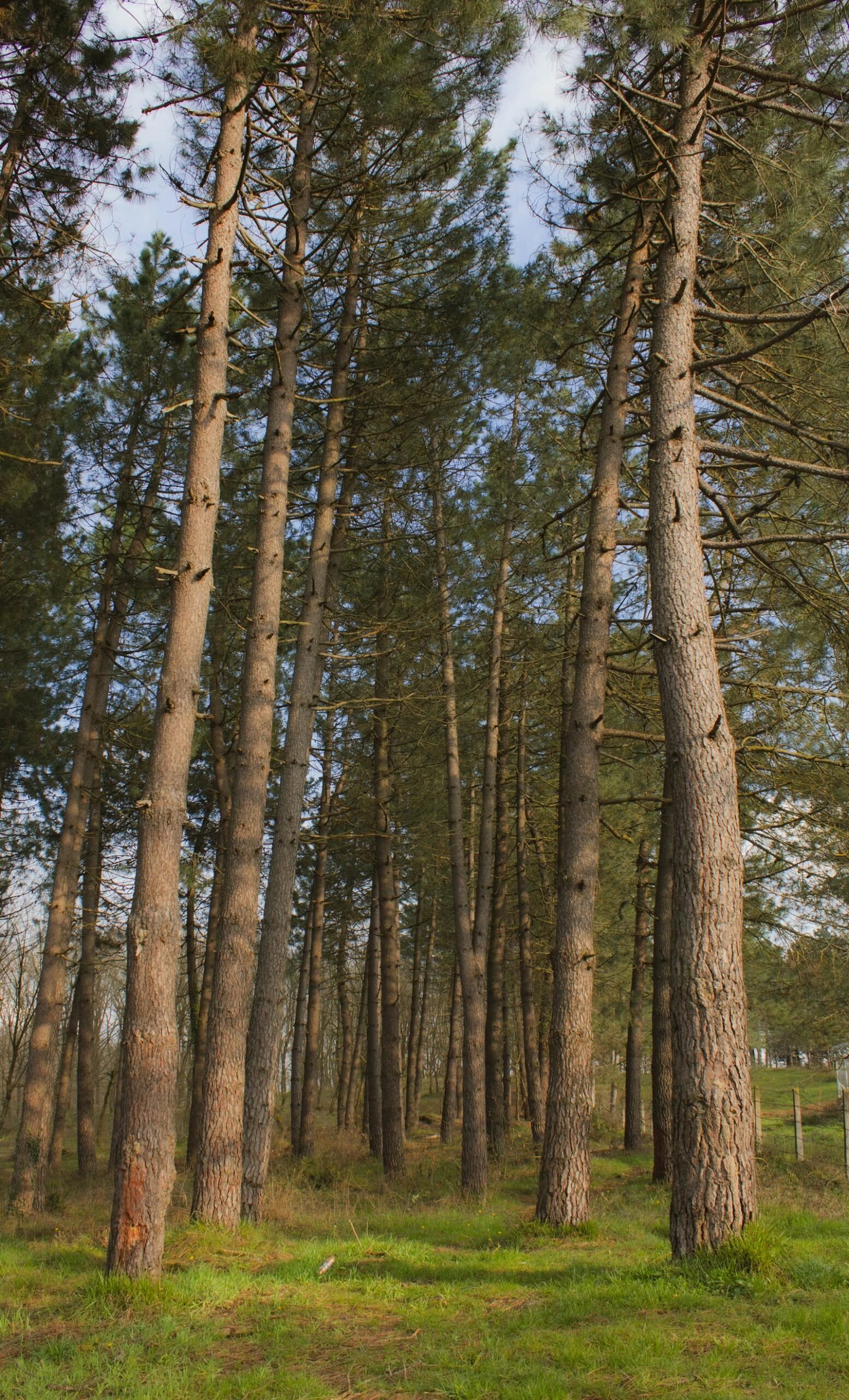 Hoge dennenbomen in een rustige bosomgeving in Frankrijk, perfect voor de bossfeer van Center Parcs Frankrijk
