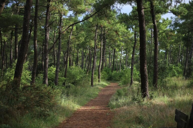 Frans dennenbos met wandelpad — sfeer voor een natuurvakantie in Frankrijk