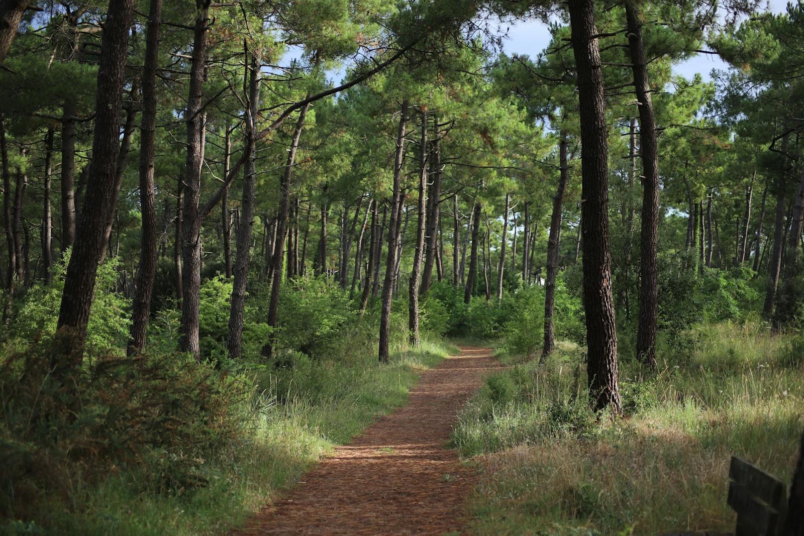 Frans dennenbos met wandelpad — sfeer voor een natuurvakantie in Frankrijk