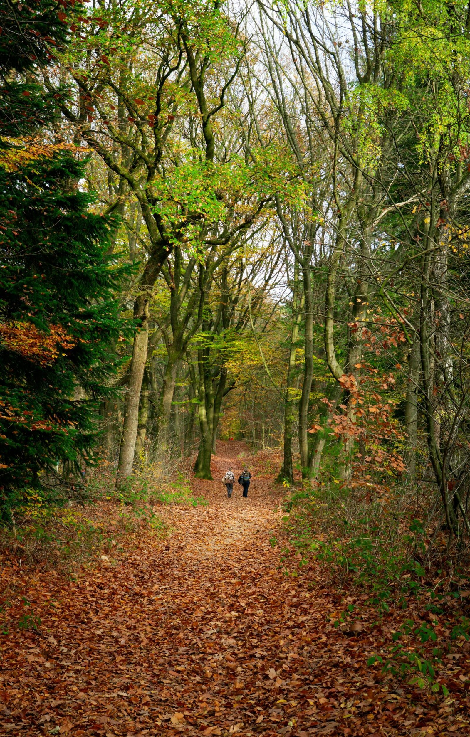 Gezin wandelt over bospad door loofbos — sfeerbeeld kleinschalig vakantiepark Ardennen