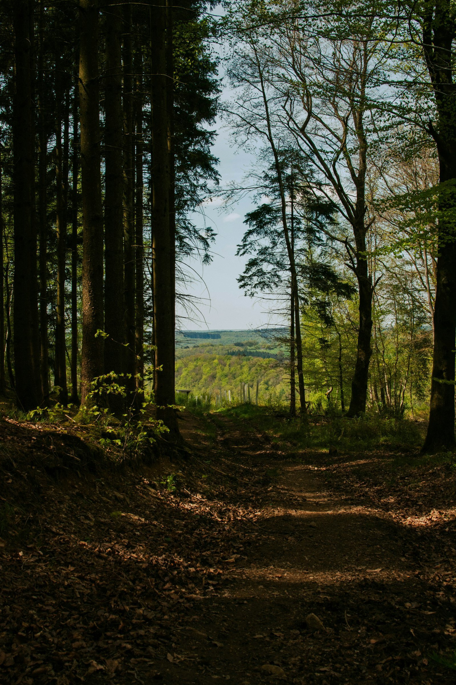 Boslaan door de Belgische Ardennen met doorkijk naar het glooiende landschap