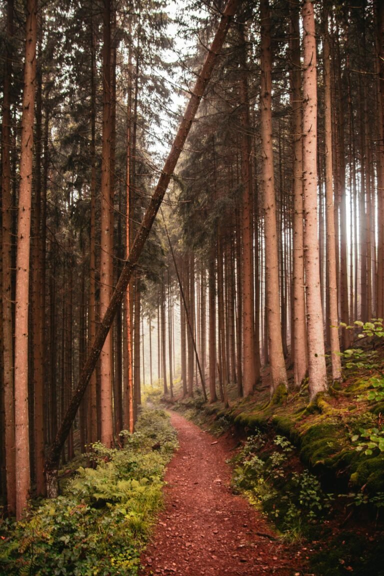 Mistig dennenbospad in de Belgische Ardennen, ideale omgeving voor een luxe vakantiepark