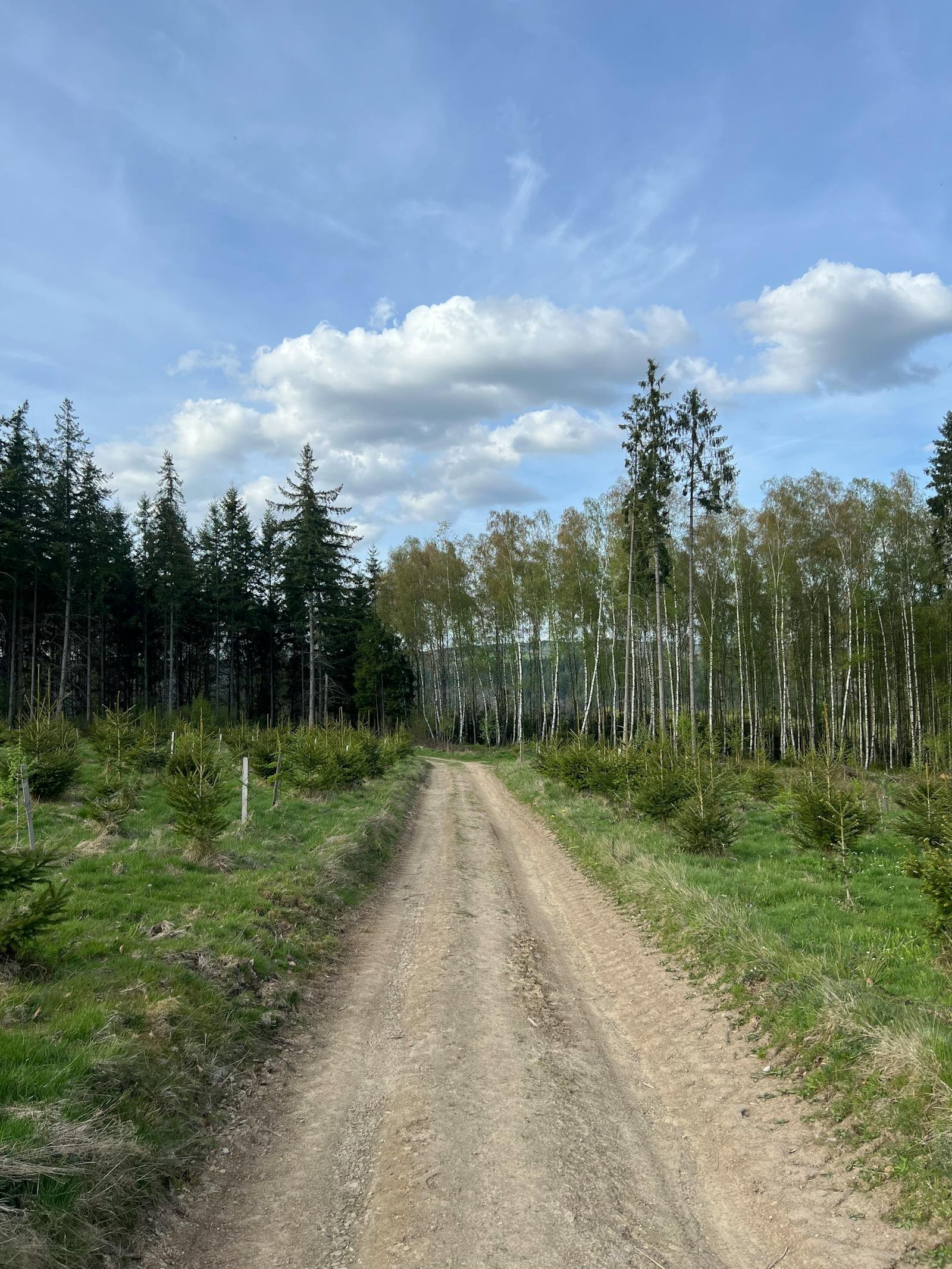 Onverhard wandelpad door loofbos in de Belgische Ardennen bij La Roche-en-Ardenne