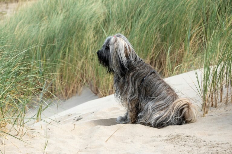 Langharige hond zit op een duintop met helmgras aan de Noordzeekust