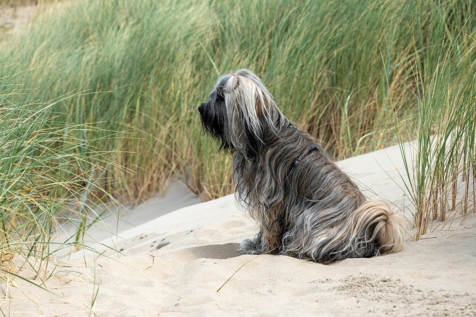 Langharige hond zit op een duintop met helmgras aan de Noordzeekust