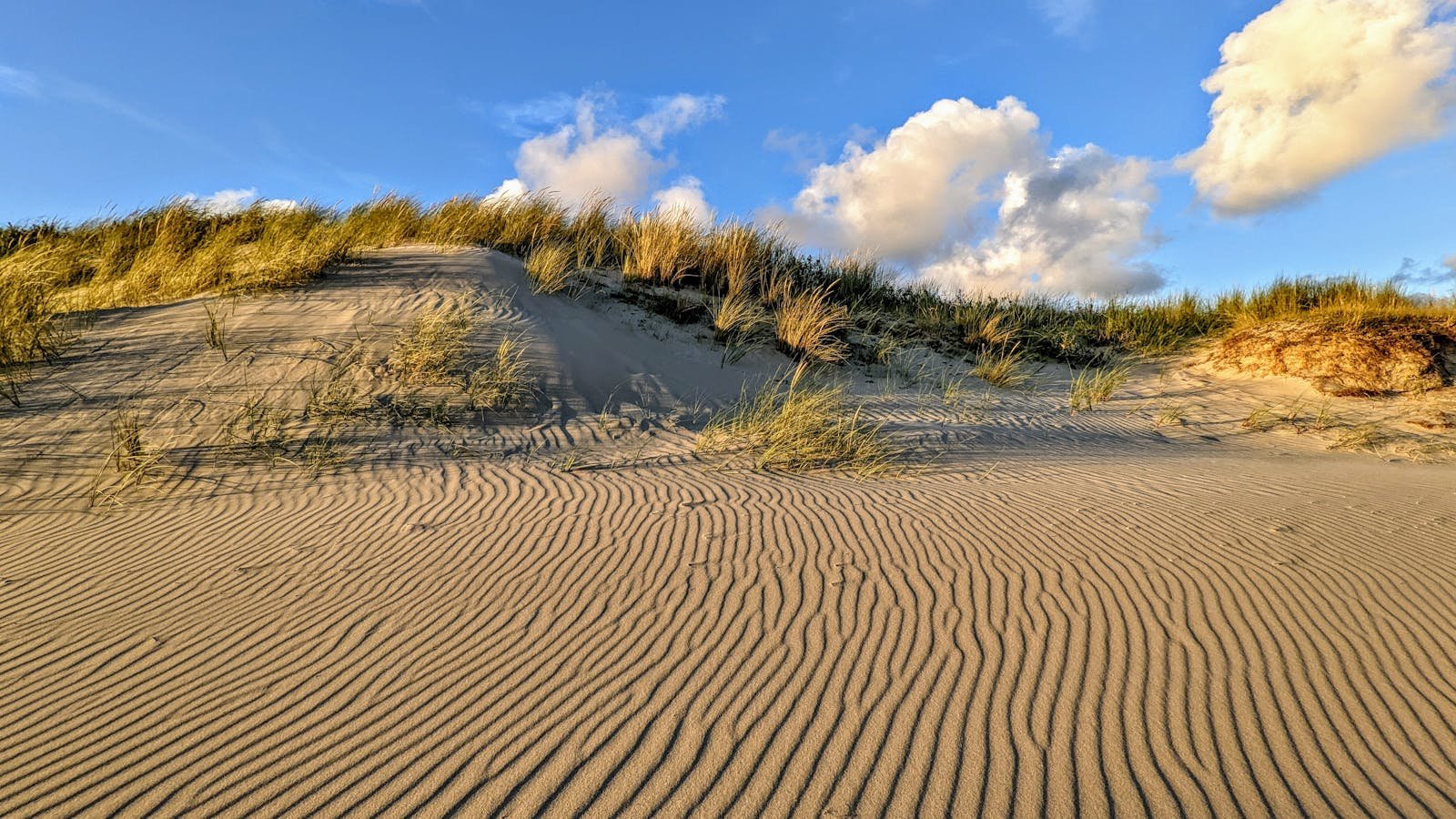 Duinen aan de Nederlandse kust met gras onder een blauwe lucht