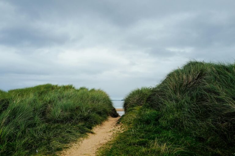 Roompot Kustpark Texel aanbiedingen - duinpad door grasduinen richting strand