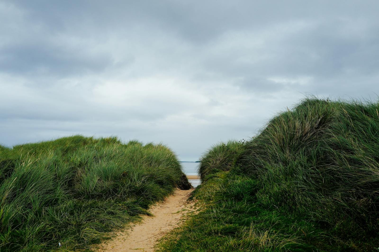 Roompot Kustpark Texel aanbiedingen - duinpad door grasduinen richting strand
