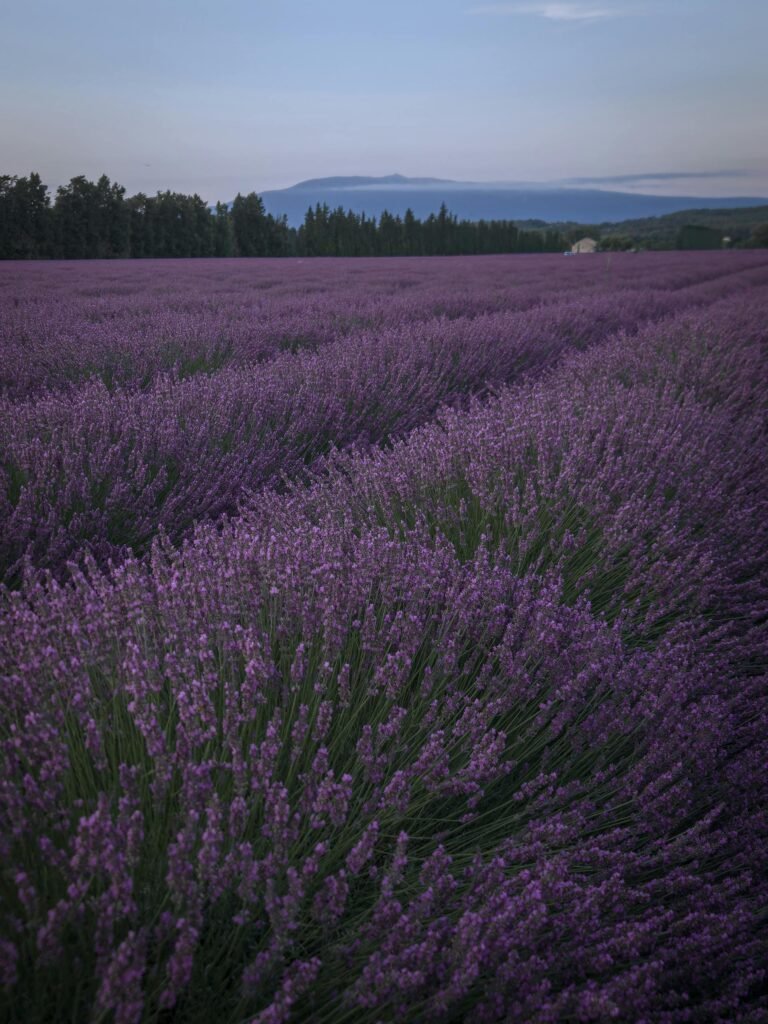 Lavendelvelden in de Provence bij zonsondergang