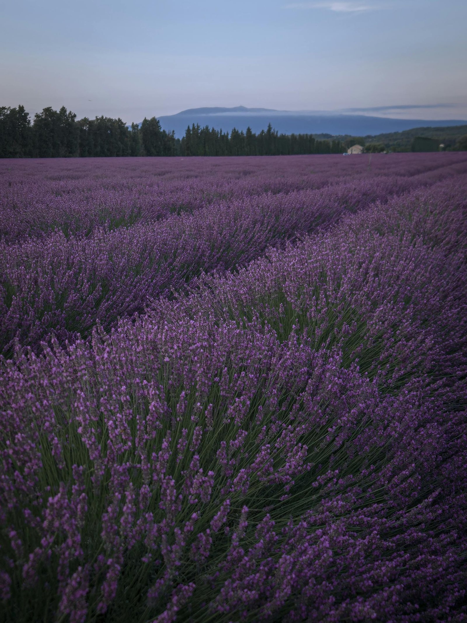 Lavendelvelden in de Provence bij zonsondergang