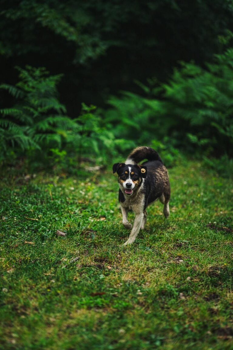 Hond rent door groene tuin bij vakantiehuis met omheinde tuin