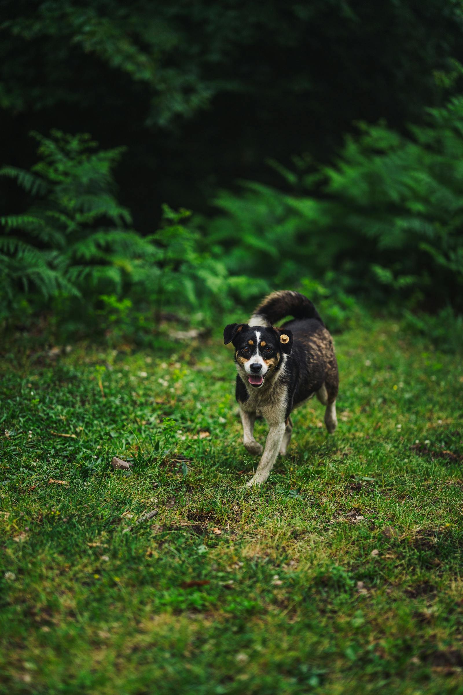 Hond rent door groene tuin bij vakantiehuis met omheinde tuin