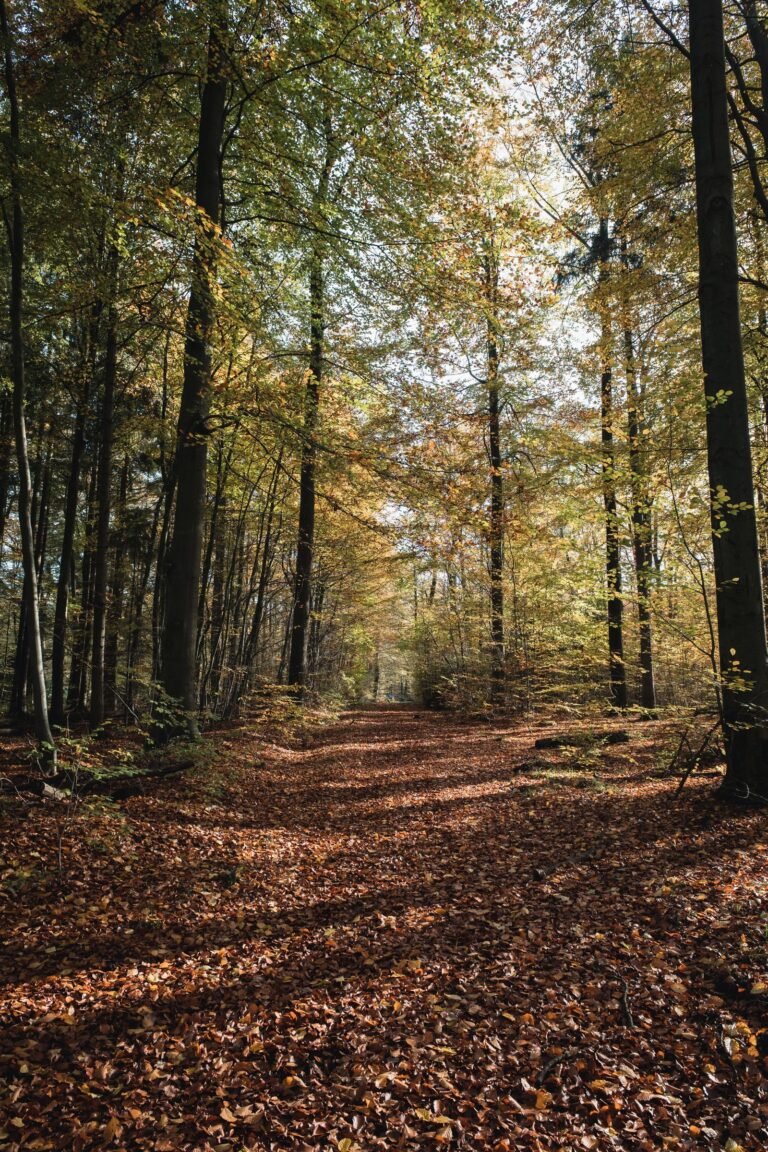 Herfstbospad in een Duits loofbos met gele en bruine bladeren