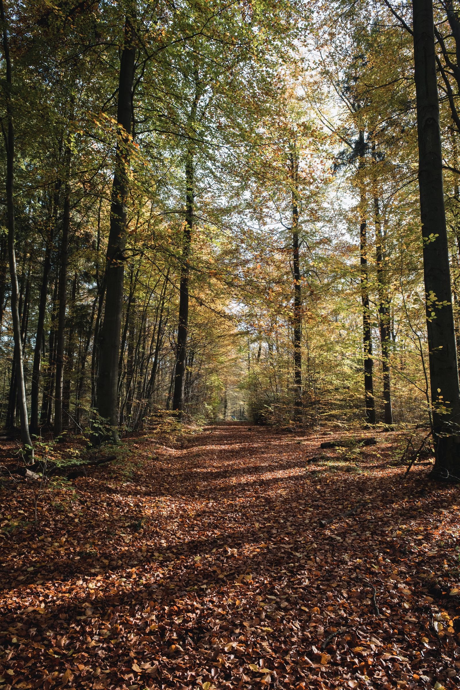 Herfstbospad in een Duits loofbos met gele en bruine bladeren