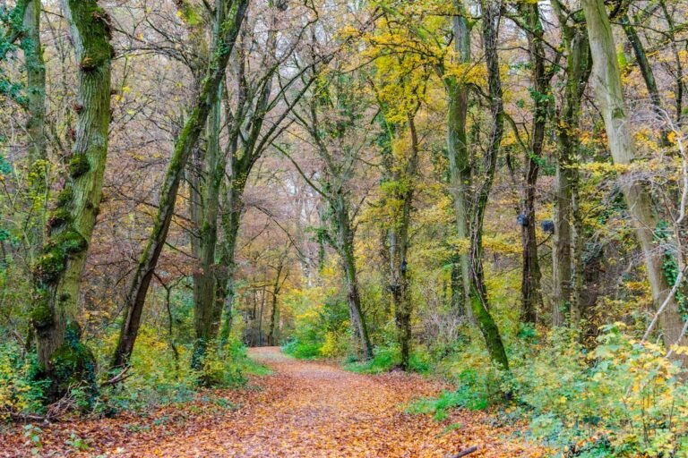 Bosrijk landschap kenmerkend voor een vakantiepark in Frankrijk met huisjes