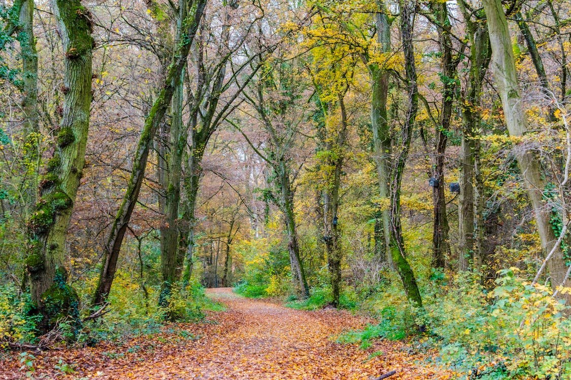 Bosrijk landschap kenmerkend voor een vakantiepark in Frankrijk met huisjes