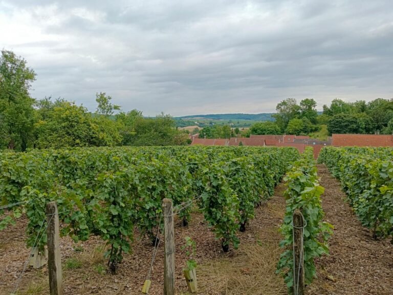 Wijngaard landschap in de Franse Gironde regio, Bordeaux