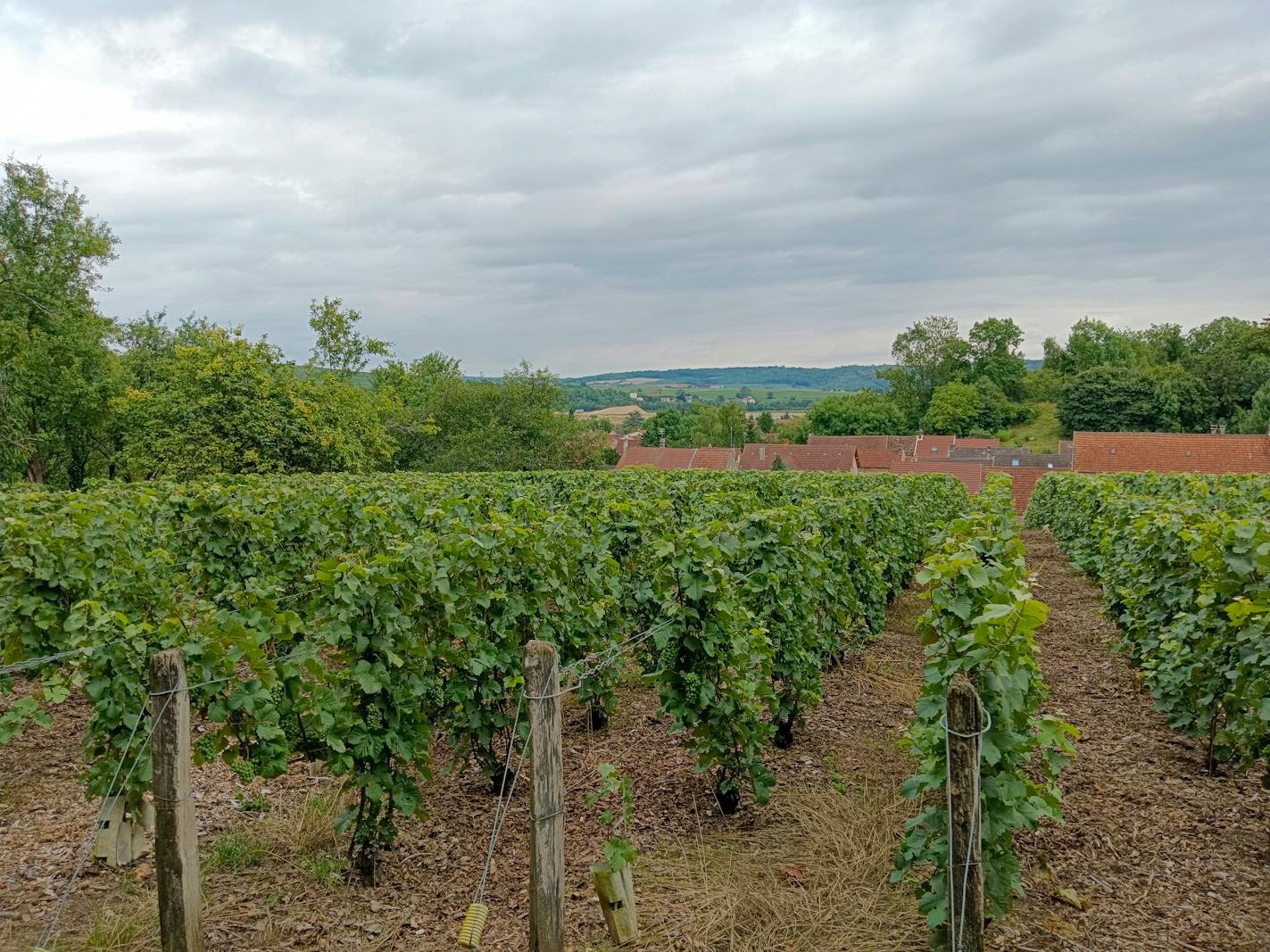 Wijngaard landschap in de Franse Gironde regio, Bordeaux