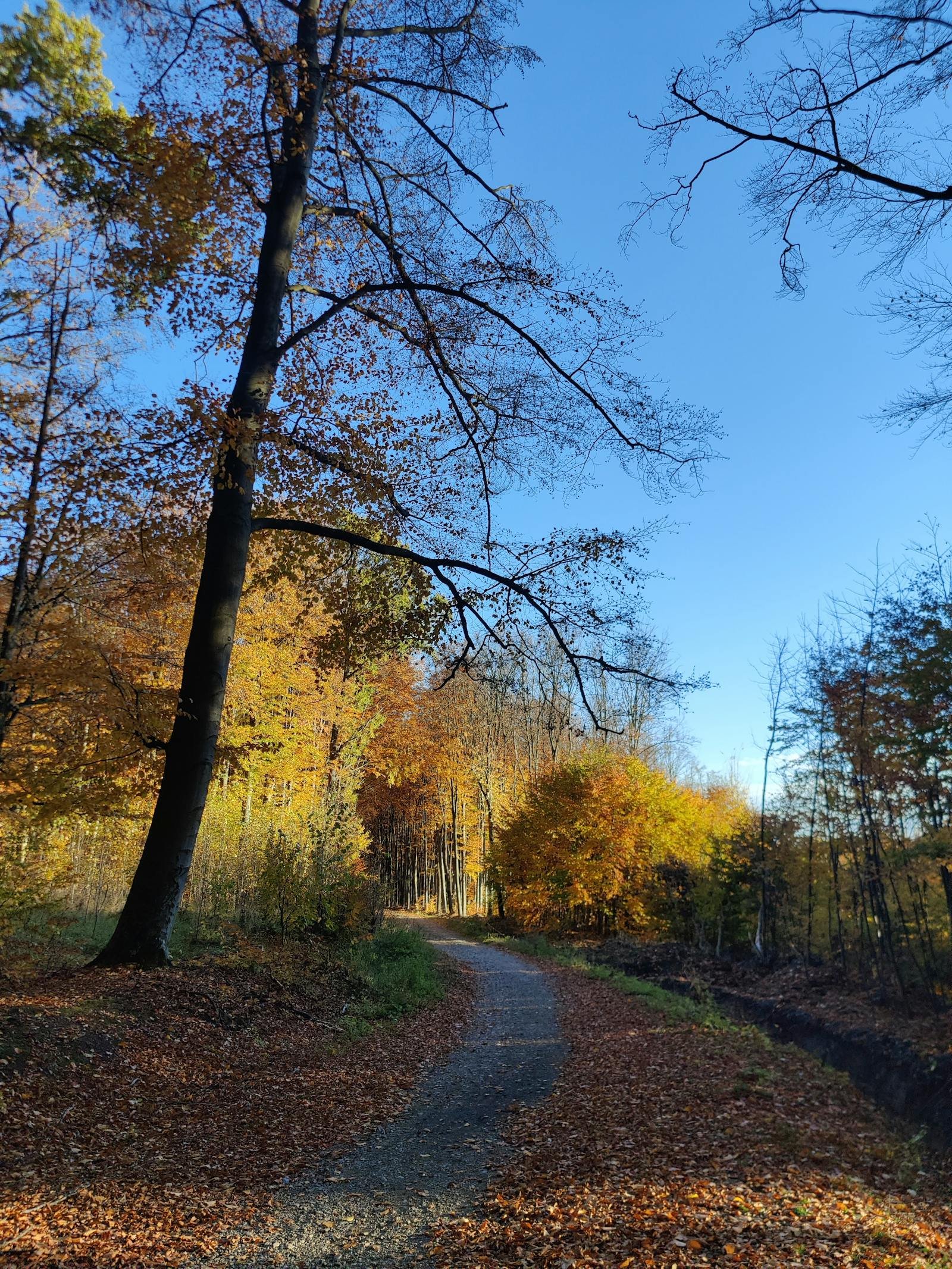 Herfstig loofbospad in de Ardennen met kleurrijke bladeren — typisch beeld van een vakantie in een Belgisch Ardennen-vakantiepark