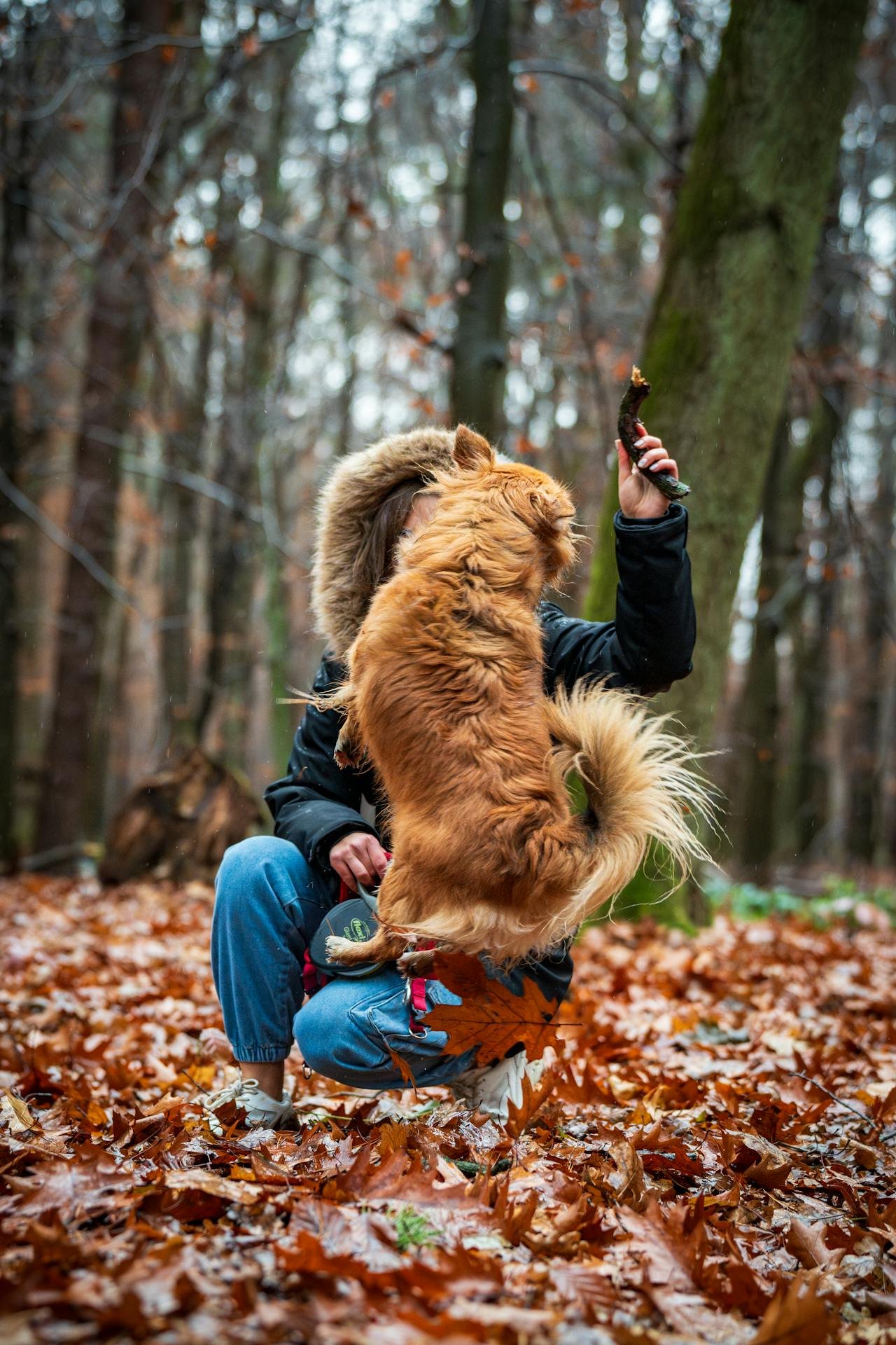 vrouw speelt met golden retriever in herfstbos