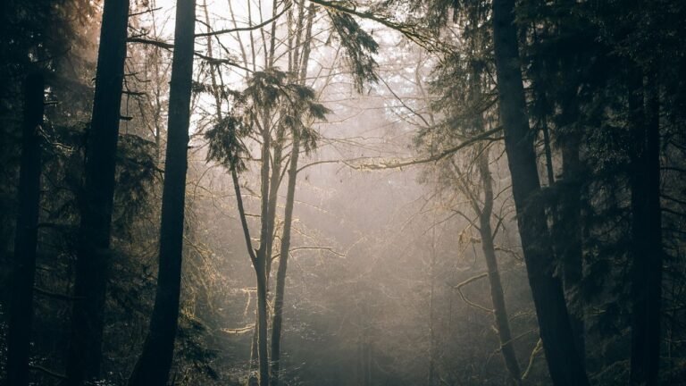 Zonlicht schijnt door de bomen in een bos, sfeerbeeld bij vakantiepark De Katjeskelder