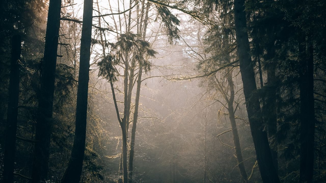 Zonlicht schijnt door de bomen in een bos, sfeerbeeld bij vakantiepark De Katjeskelder