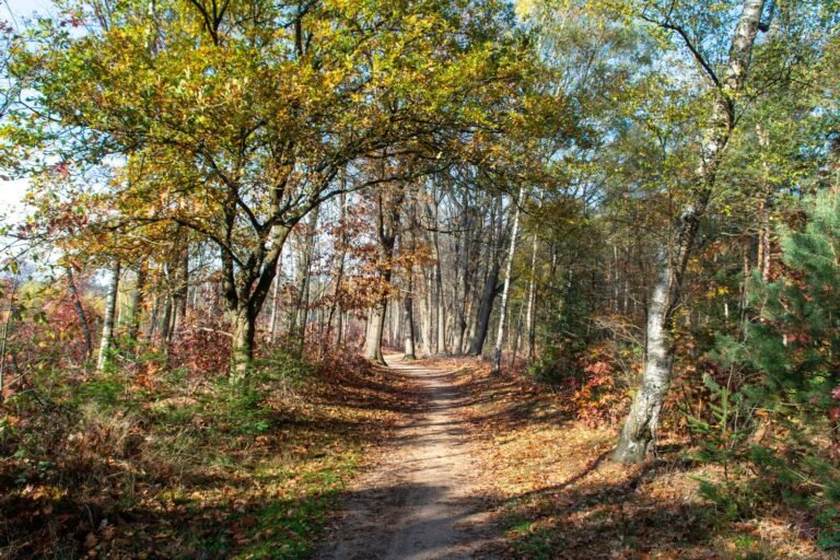 Zonnige bosweg in de herfst, onderweg naar een Center Parcs park