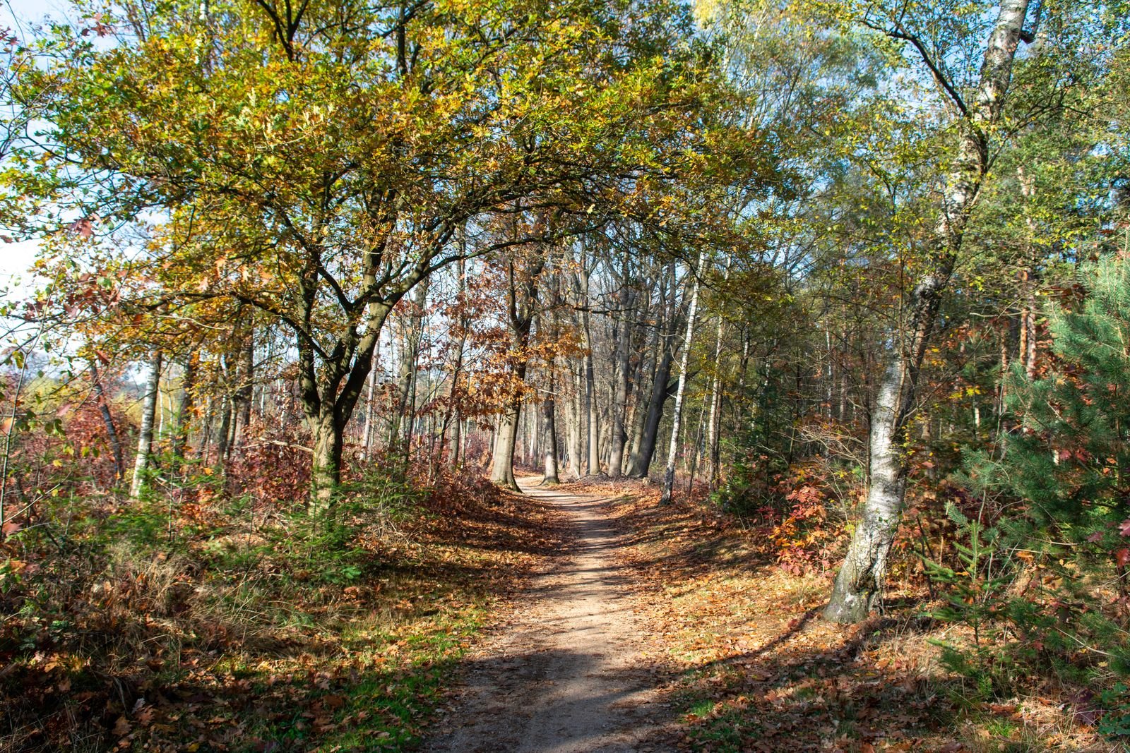 Zonnige bosweg in de herfst, onderweg naar een Center Parcs park