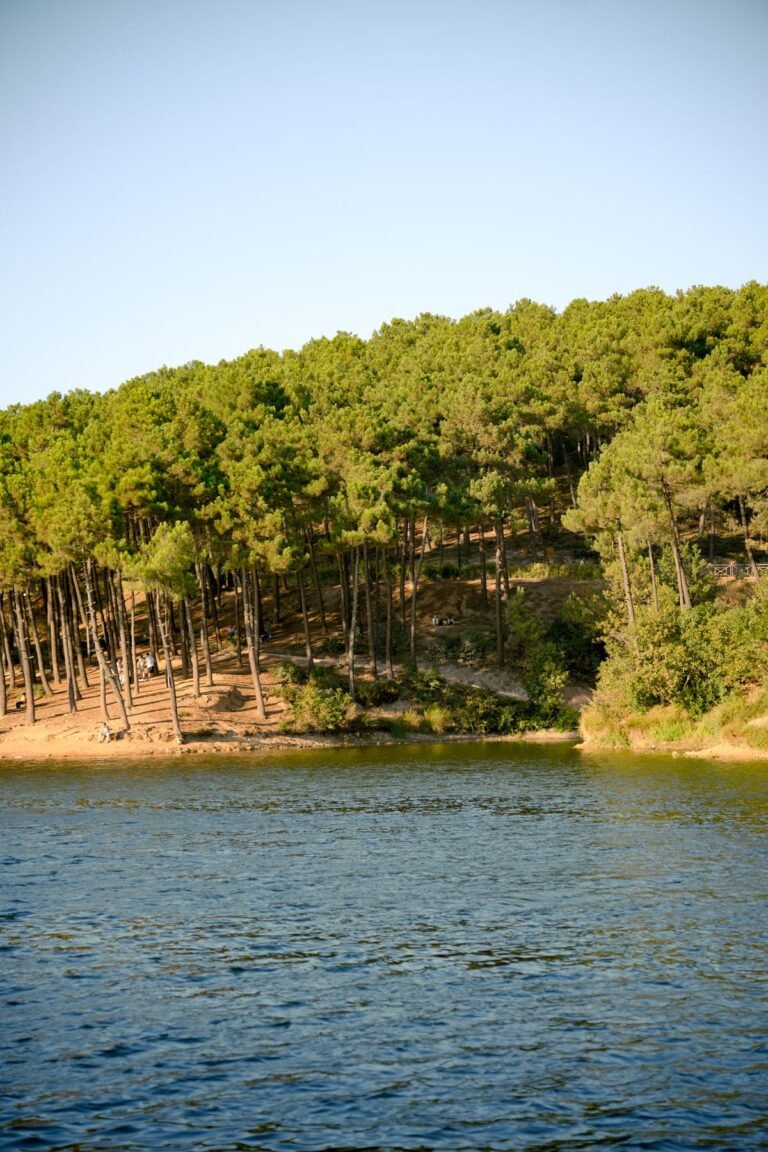 Zonnig dennenbos aan een meer in de Belgische Kempen, zoals bij Center Parcs De Vossemeren