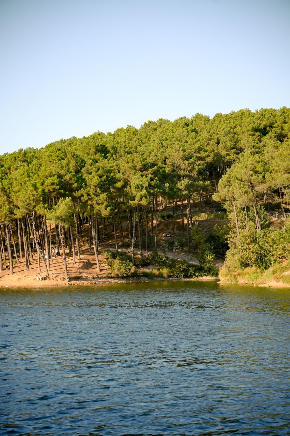 Zonnig dennenbos aan een meer in de Belgische Kempen, zoals bij Center Parcs De Vossemeren