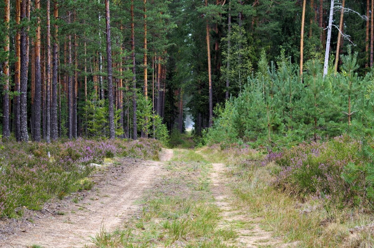 Bospad door een dennenbos, sfeerbeeld bij de Center Parcs vakantieparken in Frankrijk