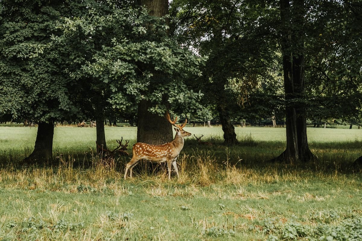 Damhert in een groen bos op het domein van Center Parcs Le Bois aux Daims