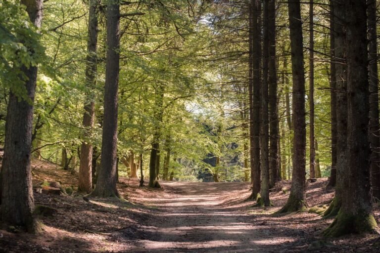 Zonnig zandpad door het dennenbos bij Center Parcs Les Landes de Gascogne
